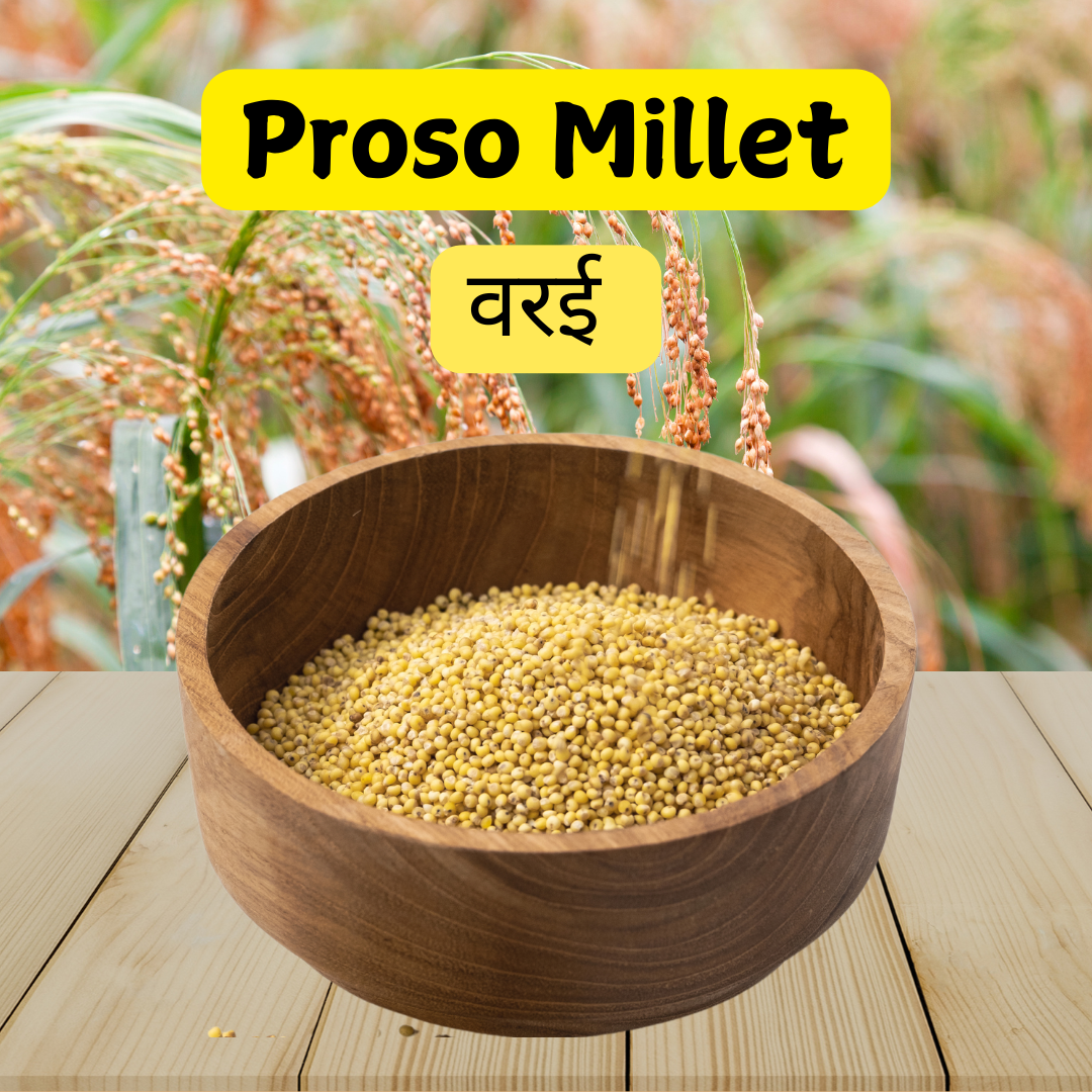 Buy Proso Millet - Nutrient-Rich, Protein-Packed Grain for Health